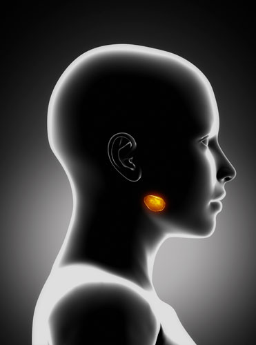 digital illustration of a patient with the salivary glad highlighted